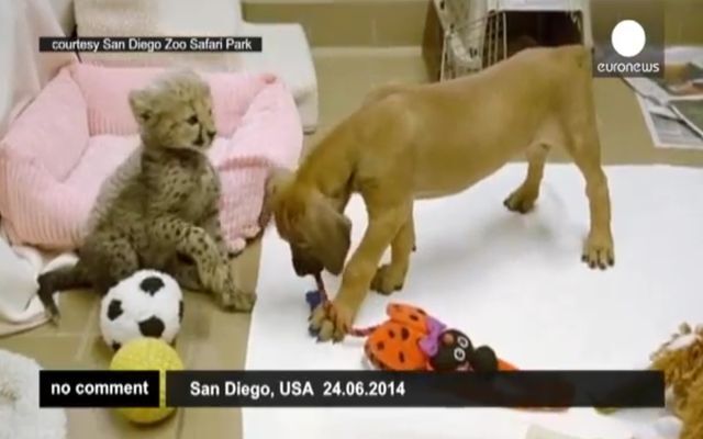 Уникальная дружба щенка и детеныша гепарда 