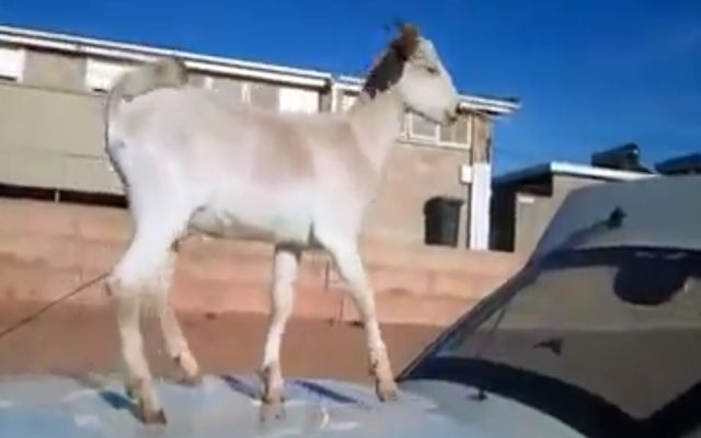 Козёл загадил машину 