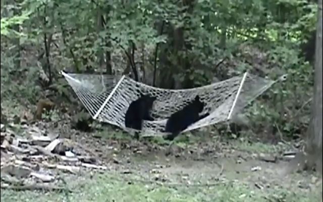 Медведи, которые ведут себя как люди 