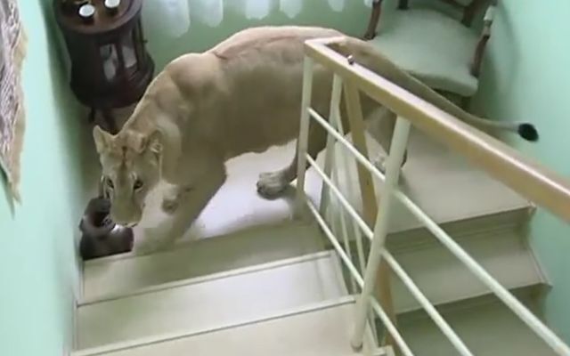 Почему не стоит держать диких  животных дома 