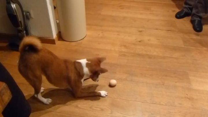 Пёс играется с куриным яйцом 