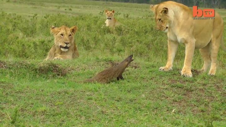 Бесстрашный мангуст выгоняет львов со своей территории  