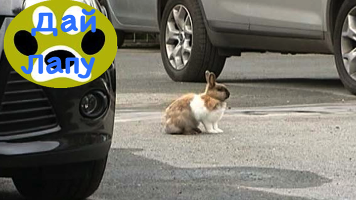 Бездомная крольчиха охраняет парковку! Дай Лапу  