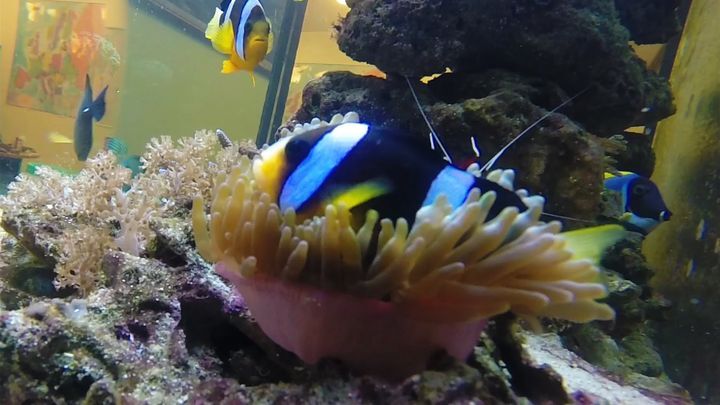Морской аквариум, симбиоз рыбы-клоуна и актинии 