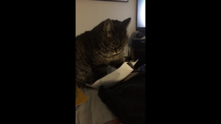 Кот развлекает себя листком бумаги  