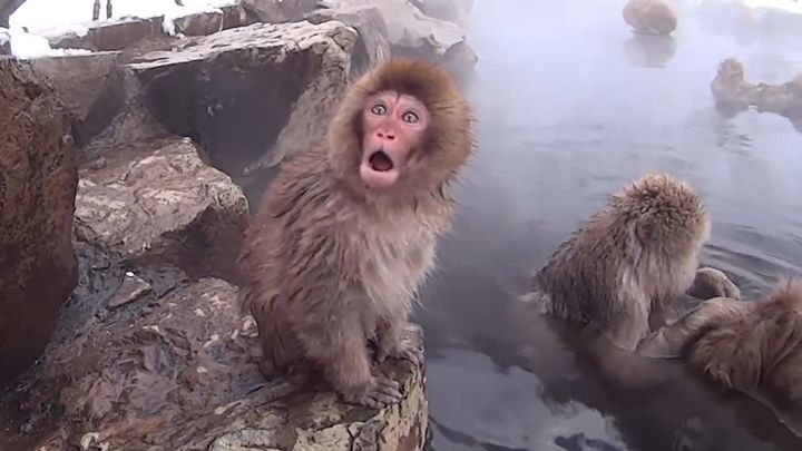 Снежные обезьяны принимают SPA-процедуры в горячих источниках 
