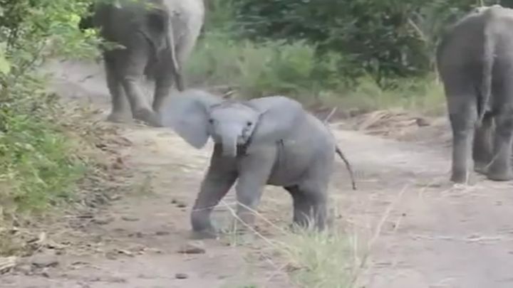 Милый слоненок решил напугать туристов 