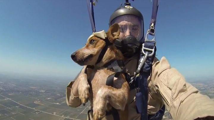 Собака совершила прыжок с парашютом вместе с хозяином 