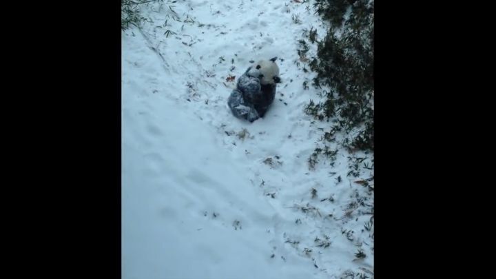 Панда впервые в жизни увидела снег 