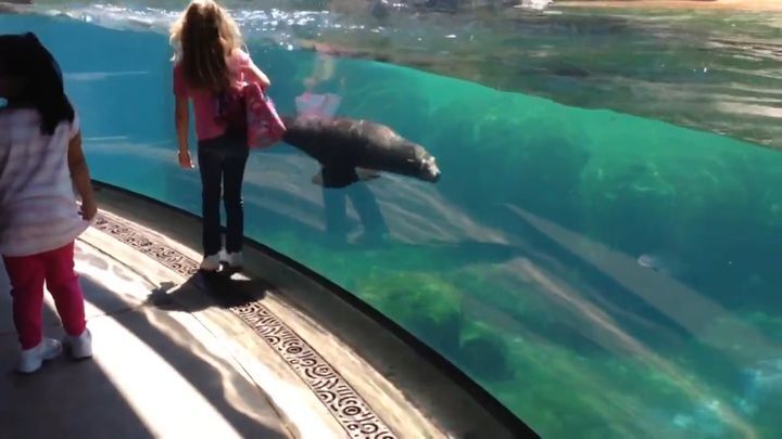 Морской лев играл с девочкой и очень испугался, когда она упала 