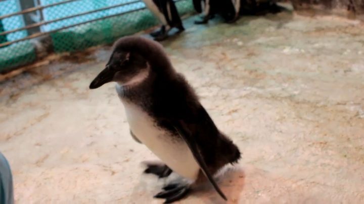 Пингвинёнок Чуди из красноярского зоопарка знакомится с сородичами 