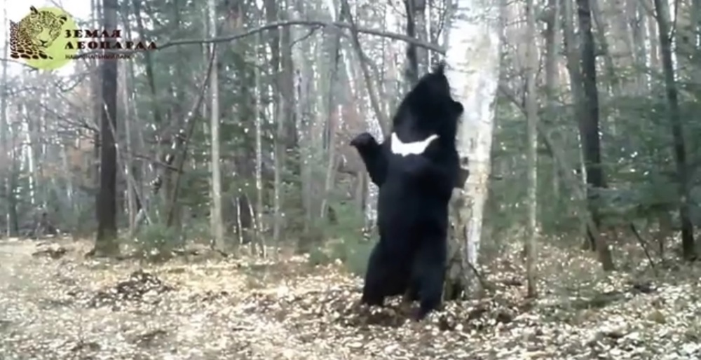 В Приморcком национальном парке засняли танцы медведя с деревом 