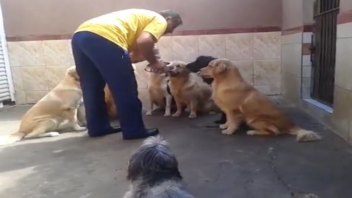 Дисциплинированные собаки 