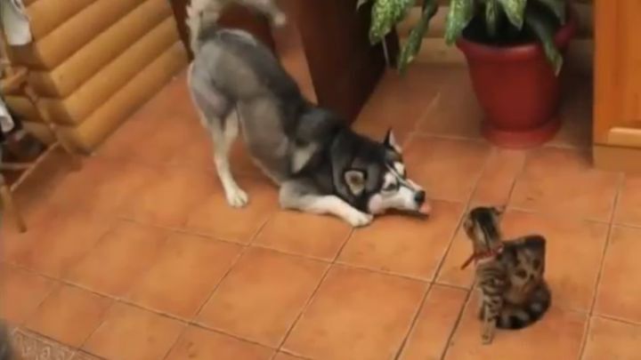 Собаки пытаются дружить с кошками 