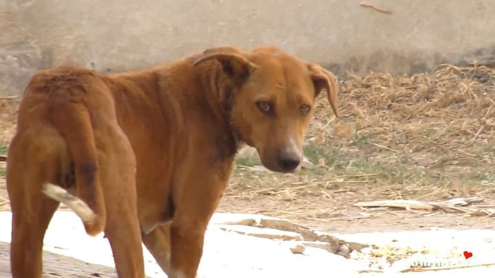 Спасли собаку от удушающей проволоки 