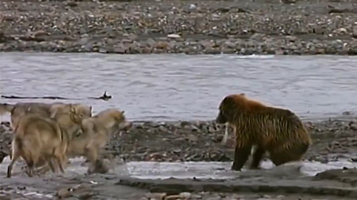 Медведь гризли и 4 волка делят добычу 