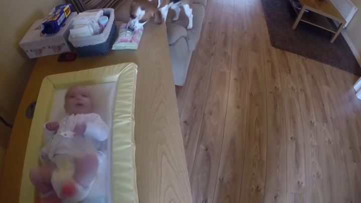 Собака помогает ухаживать за младенцем 