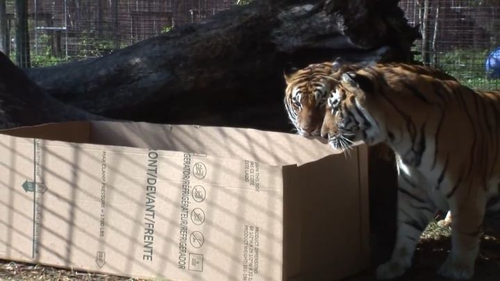 Большие кошки тоже любят коробки 