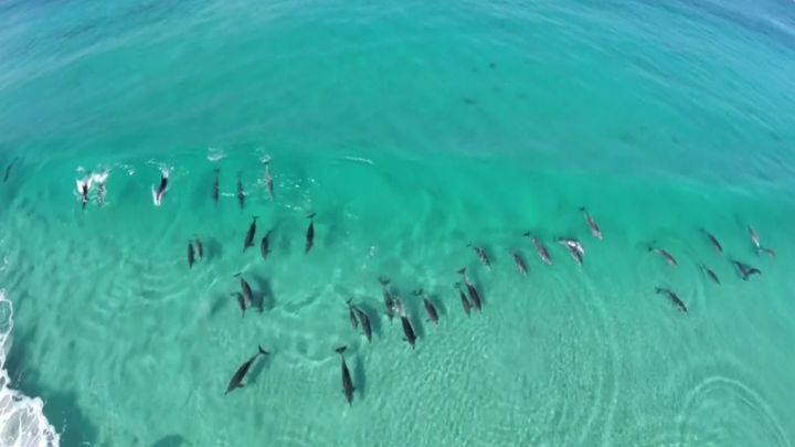 Дельфины ловят волну  