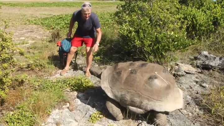Погоня неудовлетворенного самца гигантской черепахи за человеком 