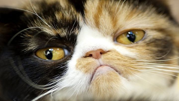 20 кошек, которые пожалели о своем решении 