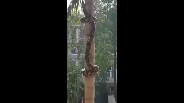 Змея поднимается вверх по дереву 