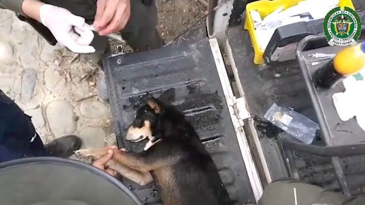 Колумбийские полицейские спасли собаку из селевого потока 
