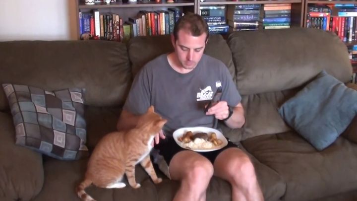 Почему так сложно поесть, если у тебя живет кошка  