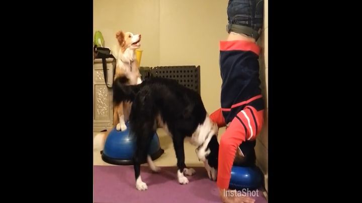 Хозяин научил своего пса стоять на голове  