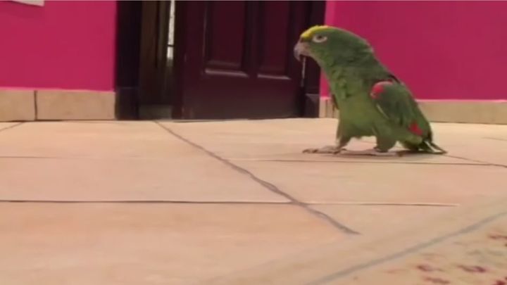 Заразительный смех попугая 