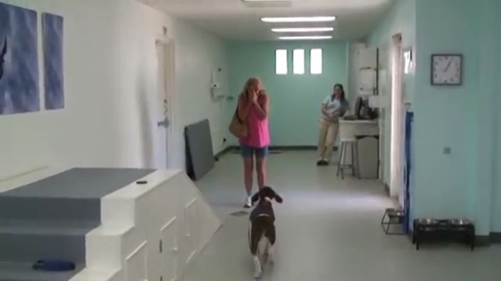 Хозяйка увидела, что её парализованный пёс может ходить 