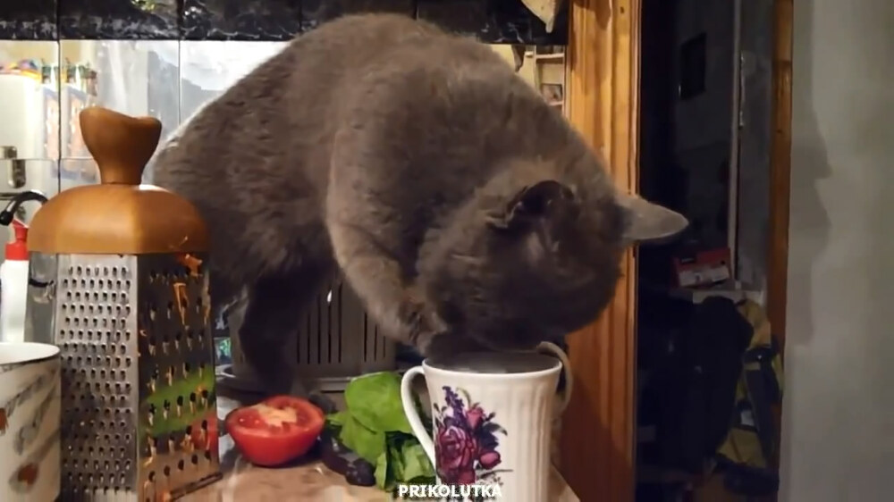 Находчивый кот нашел способ пить молоко 