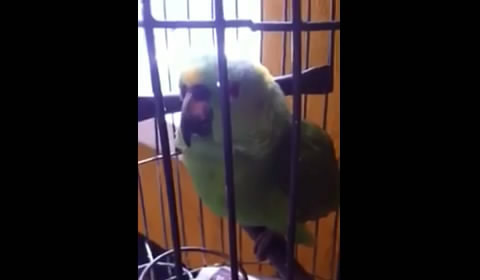 Плачущий попугай 
