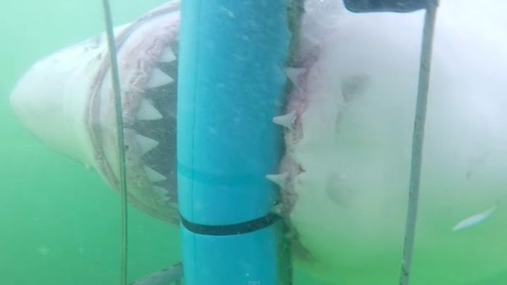 Клетка дайверов противостоит большой белой акуле  