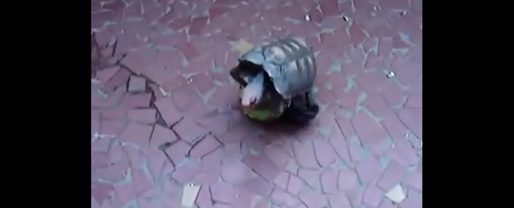 Самец черепахи использует мячик в качестве секс-игрушки 