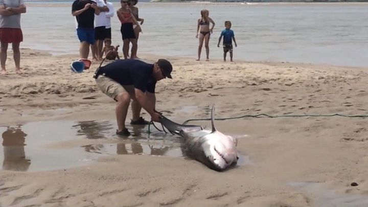 Отдыхающие на пляже в Массачусетсе помогли спасти молодую белую акулу 