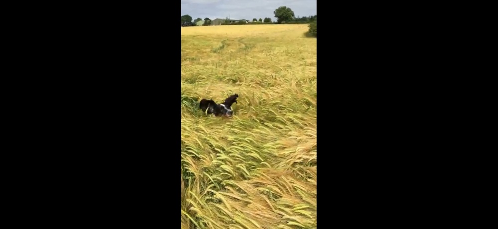 Как одна очень смышленая собака находит своего хозяина в поле 