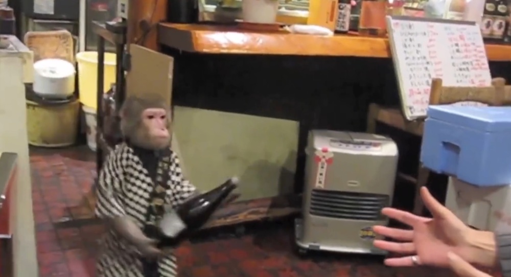 В японском кафе клиентов обслуживает обезьяна официант 