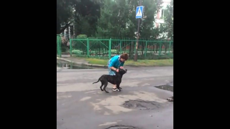 Бойцовая собака насмерть загрызла дворнягу 