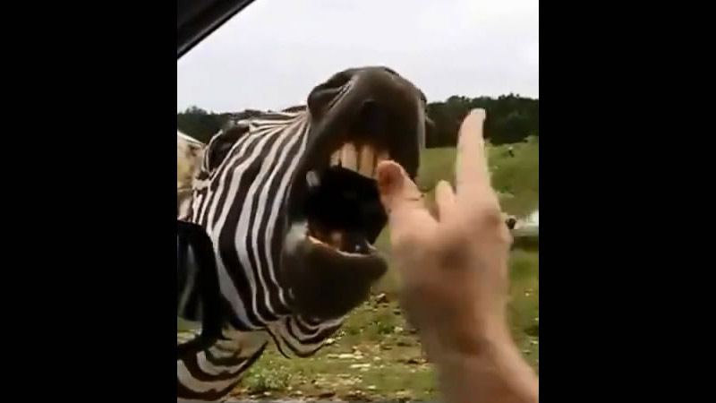 Поющая зебра-попрошайка 