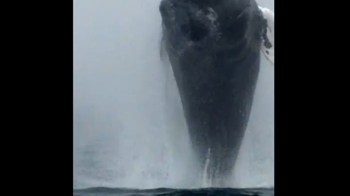Горбатый кит показался перед туристами во всей красе 