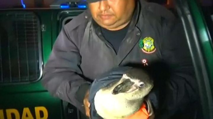 Сколько перуанских полицейских нужно, чтобы поймать пингвина? 