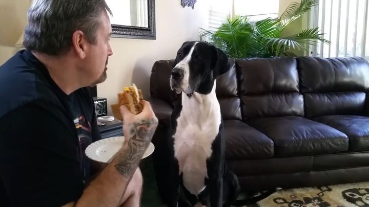 Хозяин отказался делиться бутербродом с собакой. Реакция питомца не заставила себя ждать 