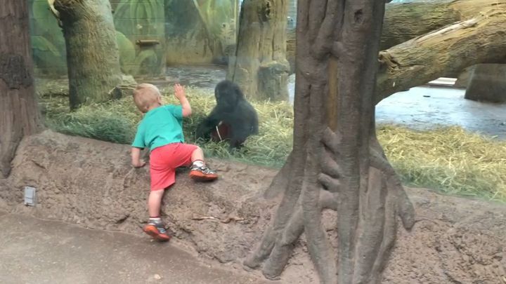 Мальчик играет в прятки с гориллой 