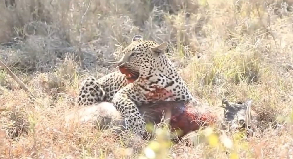 Леопард срывает куски мяса с ещё живого бородавочника 