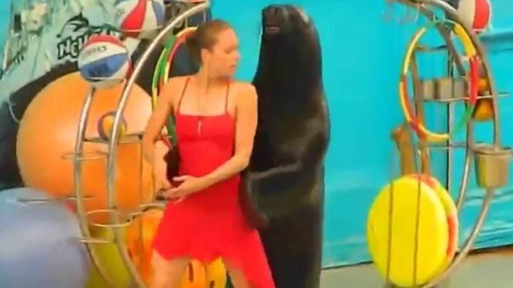 Морской лев танцует танго 