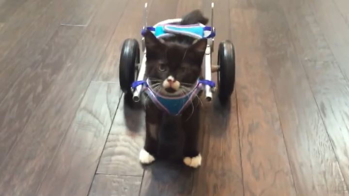 В Канаде безногому котенку подарили инвалидную коляску 