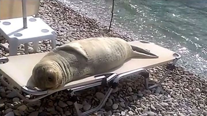 Морской лев принимает солнечные ванны на шезлонге 
