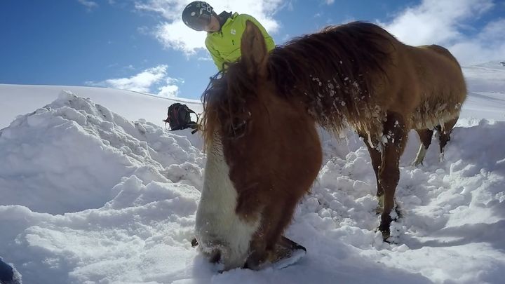 Спасение заблудившейся в чилийских горах лошади 