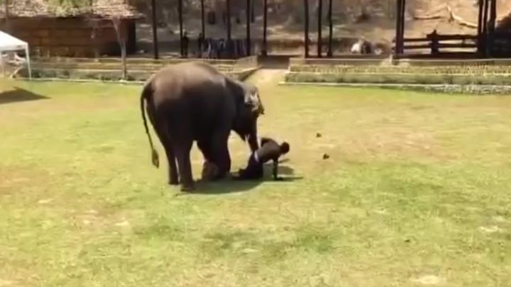 Реакция слона, на попавшего в беду смотрителя 
